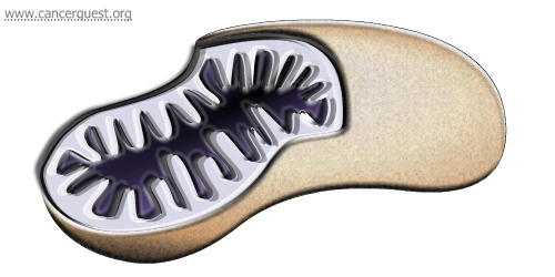 Mitochondria Diagram